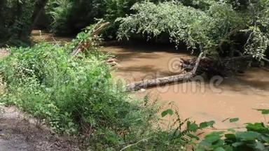 乔治亚州，大溪，在一棵横卧在大溪上的枯树上放大